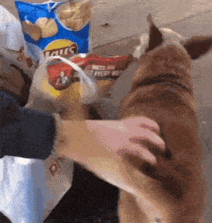 dog tries to pee on chip bags