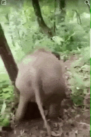 elephant sliding