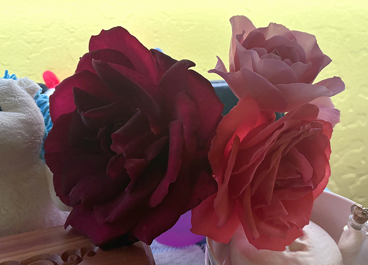 Photo of pink and red roses