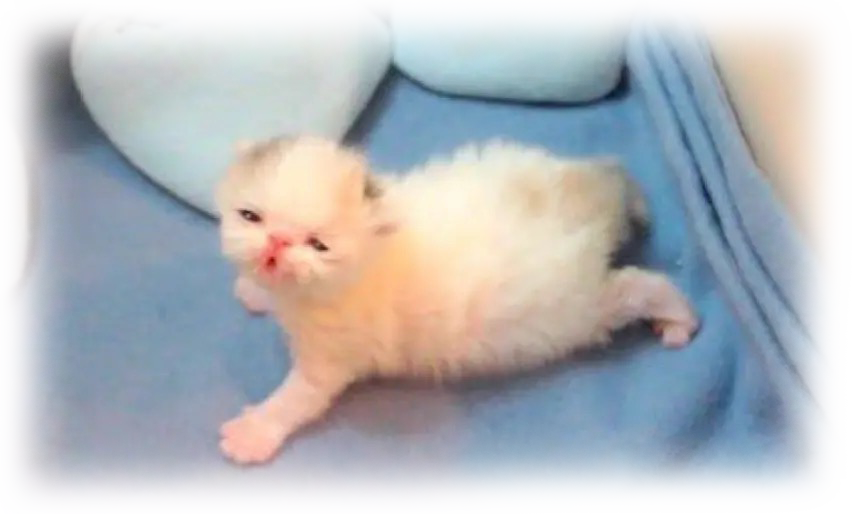 Ugly white kitten on a blue blanket
